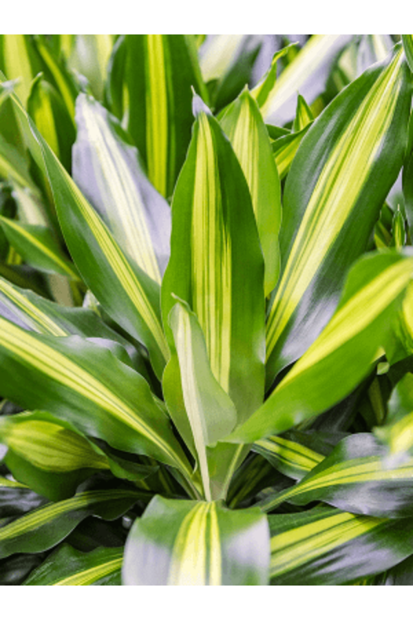 Hydroplante Dracaena Fragrans Cintho