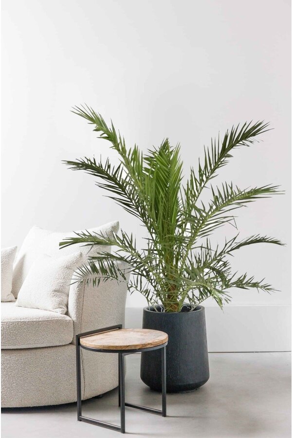 Phoenix des Canaries XL