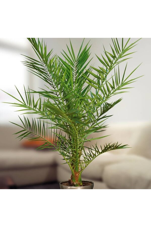 Phoenix des Canaries XL