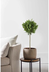 Laurus Nobilis Stam S
