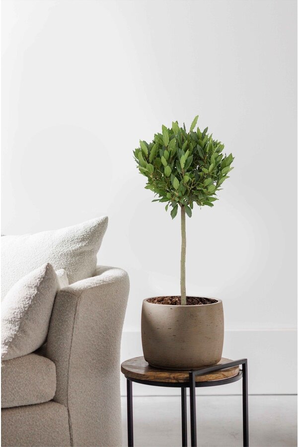 Laurus Nobilis Stam S