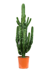 Euphorbia erytrea