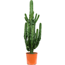 Euphorbia