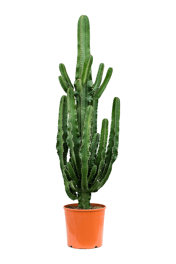 Euphorbia erytrea