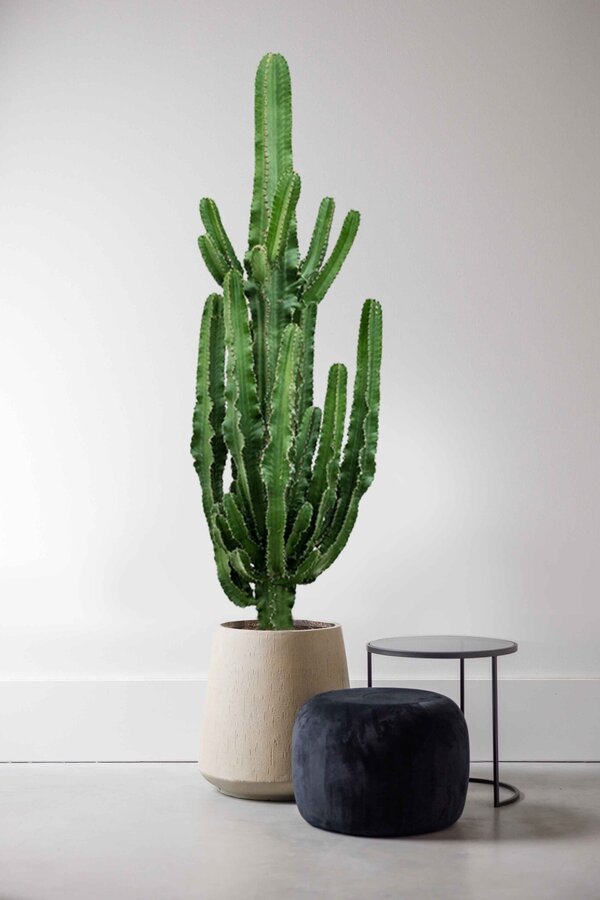 Euphorbia erytrea