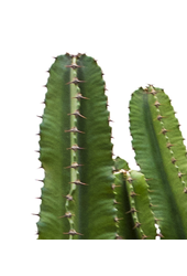Euphorbia erytrea
