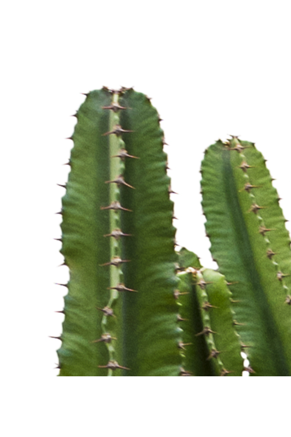 Euphorbia erytrea