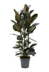 Ficus Elastica Abidjan