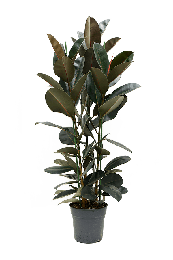 Ficus Elastica Abidjan