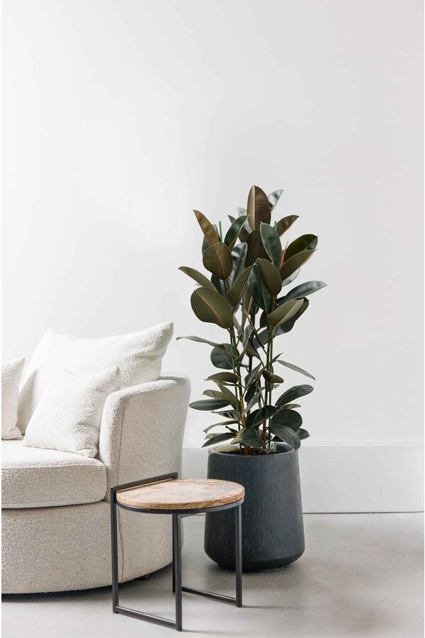 Ficus Elastica Abidjan