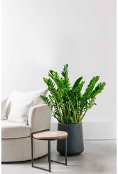 Zamioculcas Plante des Dunes L