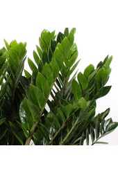 Zamioculcas Plante des Dunes L