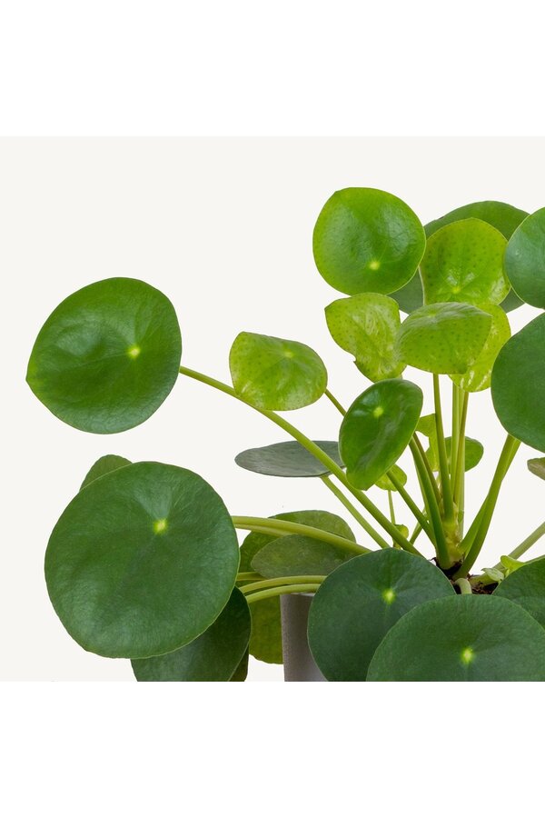 Pilea pannenkoekenplant
