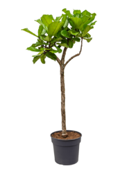Ficus Lyrata sur tige