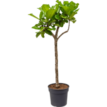 Ficus Lyrata