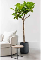 Ficus Lyrata sur tige