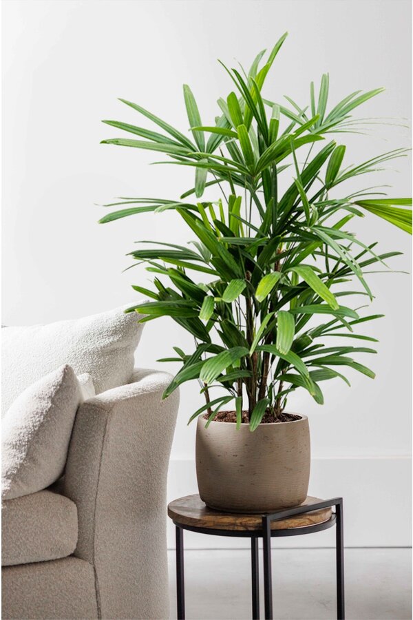 Rhapis Excelsa S