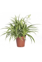 Spiderplant Ocean