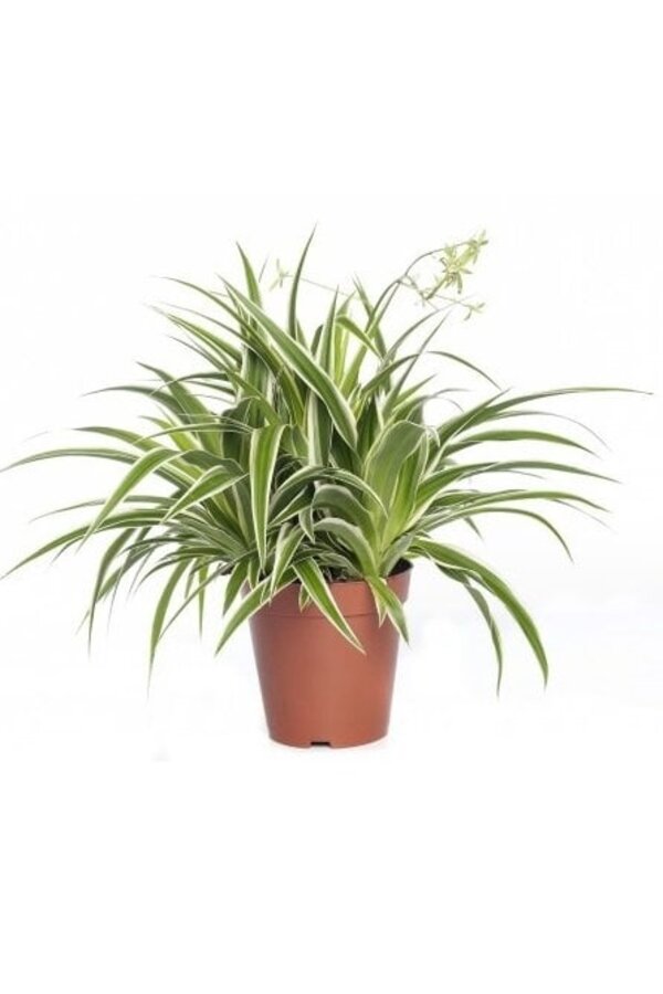 Spiderplant Ocean