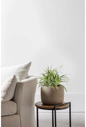 Spiderplant Ocean