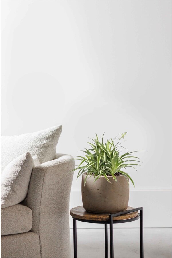 Spiderplant Ocean