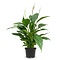 Spathiphyllum