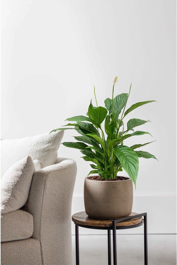 Spathiphyllum M