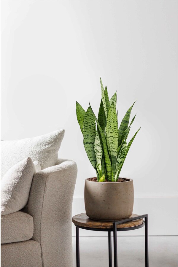 Sansevieria Zeylanica XS
