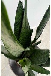Sansevieria Zeylanica XS