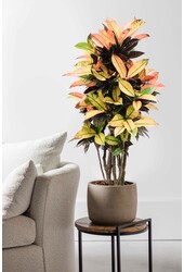 Croton Wonderstruik Iceton L