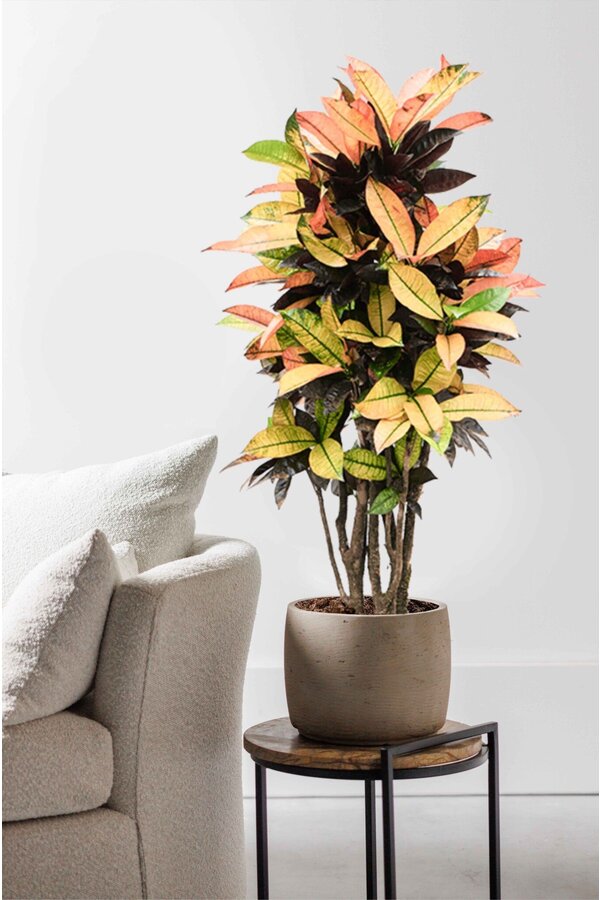 Croton Arbuste Merveilleux Iceton L