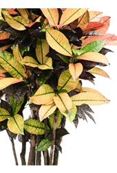 Croton Wonderstruik Iceton L