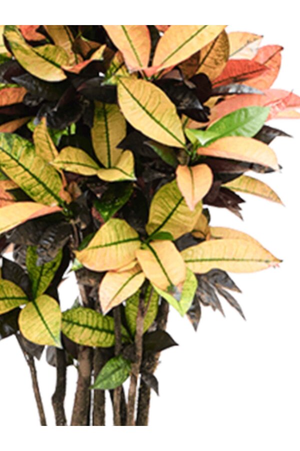 Croton Wonderstruik Iceton L