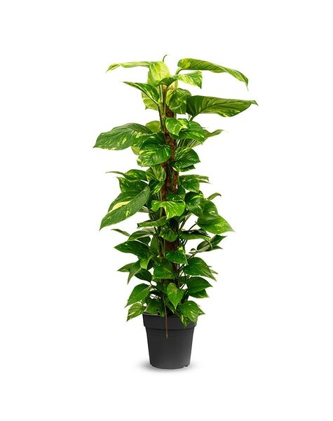 Epipremnum