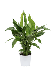 Spathiphyllum Sweet Sebastiano
