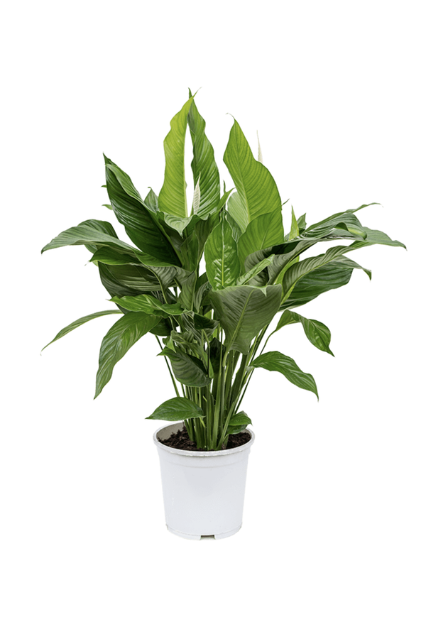 Spathiphyllum Sweet Sebastiano