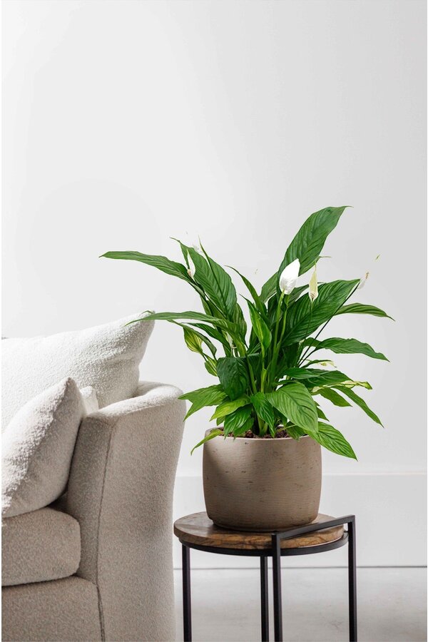 Spathiphyllum Plante-cuillère S