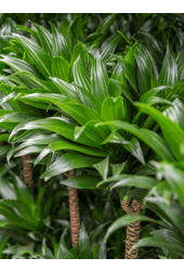 Hydroplante Dracaena Fragrans Compacta