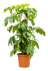 Schefflera Amate