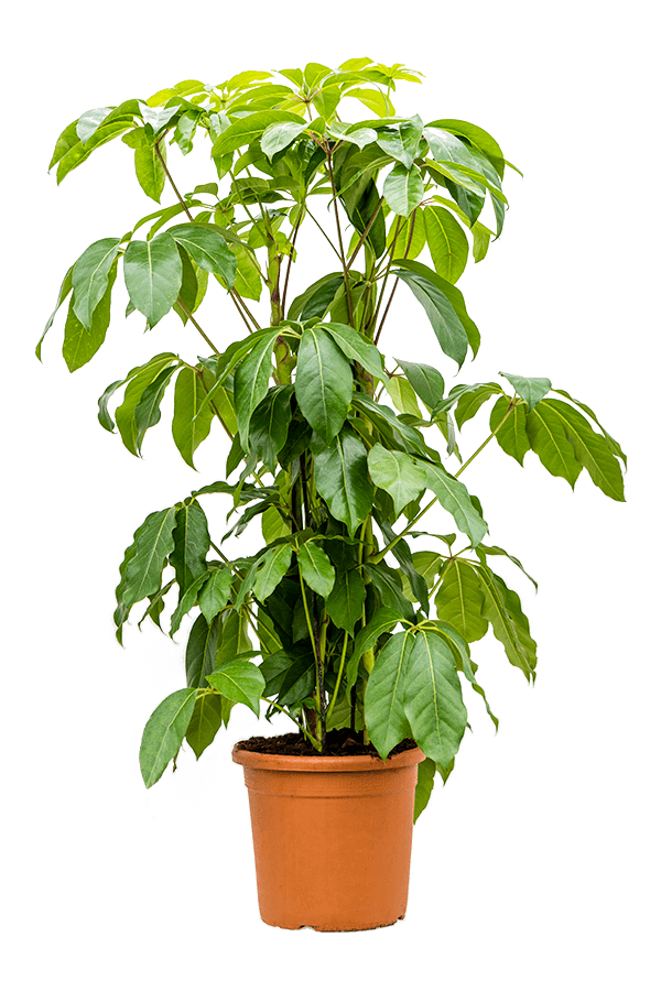 Schefflera Amate