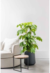 Schefflera Amate