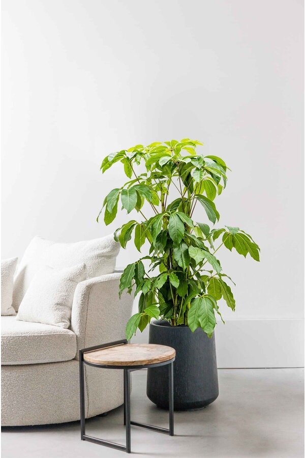 Schefflera Amate