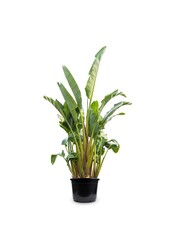 Strelitzia Nicolai KingSize