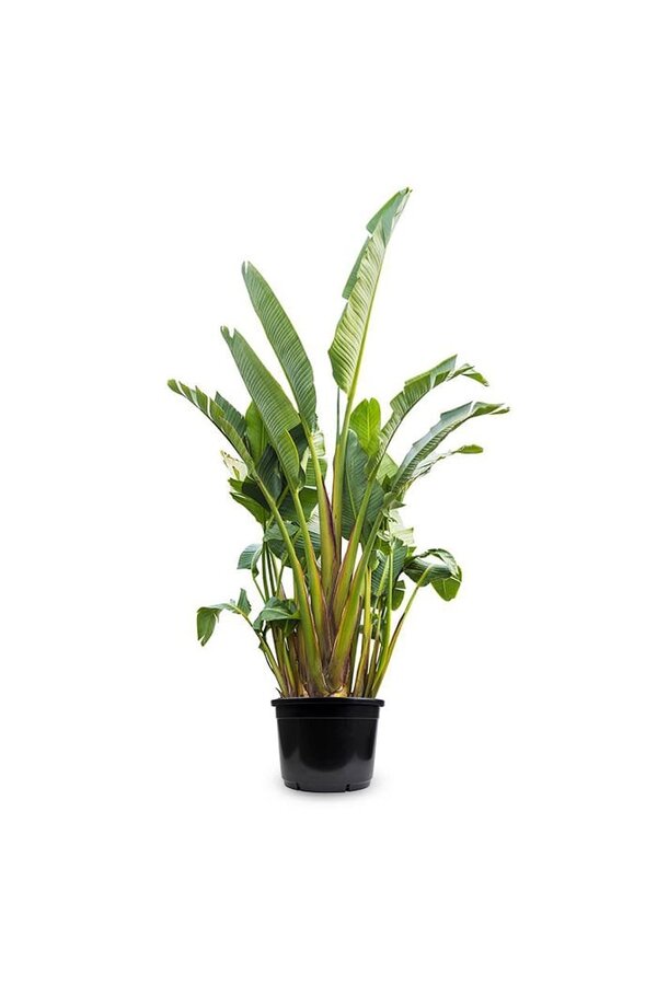 Strelitzia Nicolai KingSize