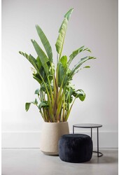 Strelitzia Nicolai KingSize