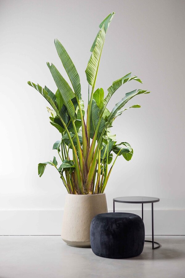 Strelitzia Nicolai KingSize