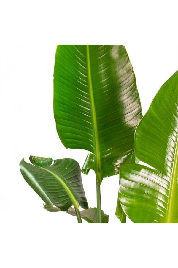 Strelitzia Nicolai KingSize