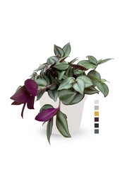 Tradescantia Rouge in B. for Soft