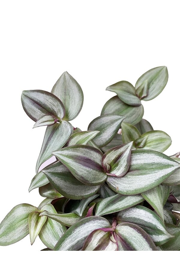 Tradescantia Rouge in B. for Soft