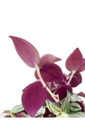 Tradescantia Rouge in B. for Soft